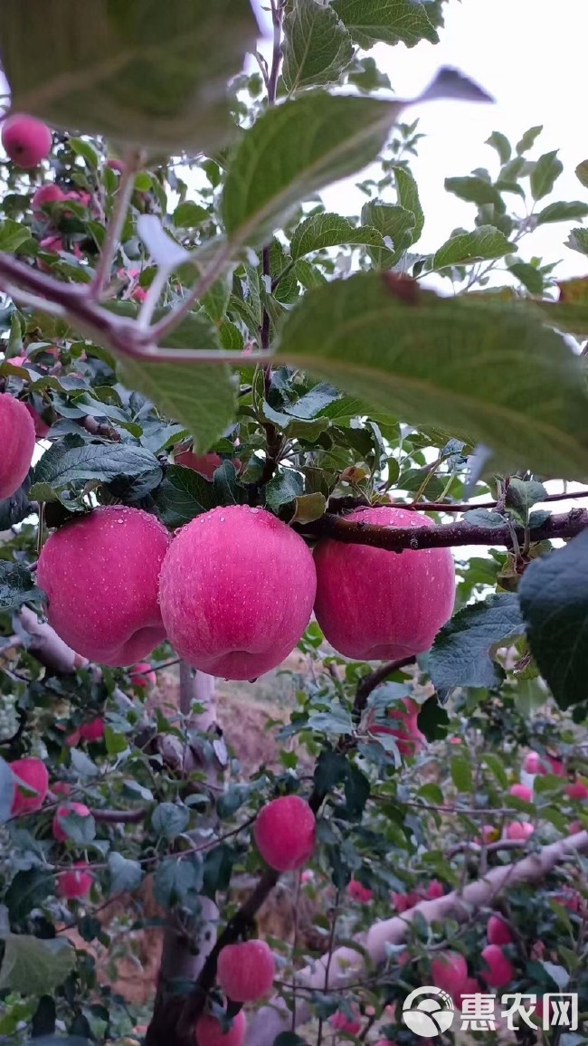 红富士苹果  静宁苹果，产地直发