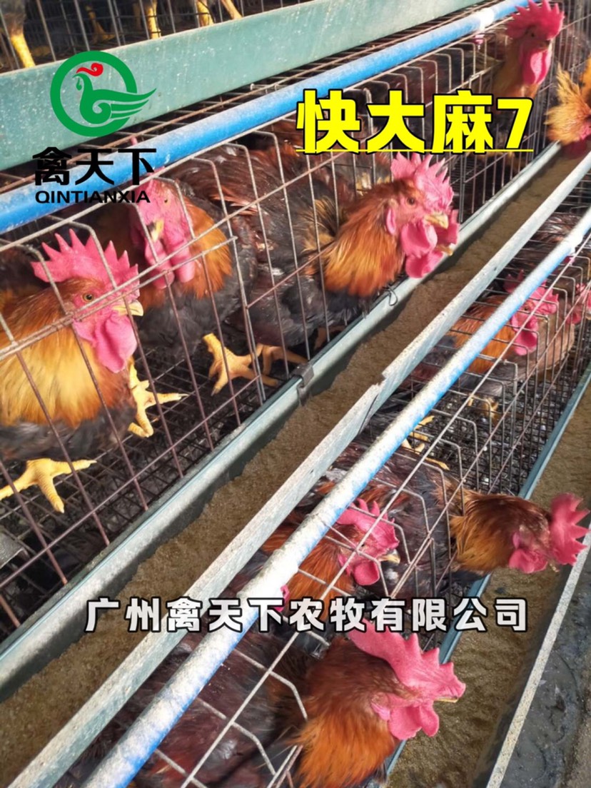 快大黄鸡苗  禽天下快大型麻鸡苗 麻七公苗 快大型老麻六