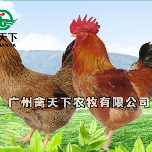广州禽天下良凤花鸡苗 活体鸡苗 快大型鸡苗 良凤花公苗