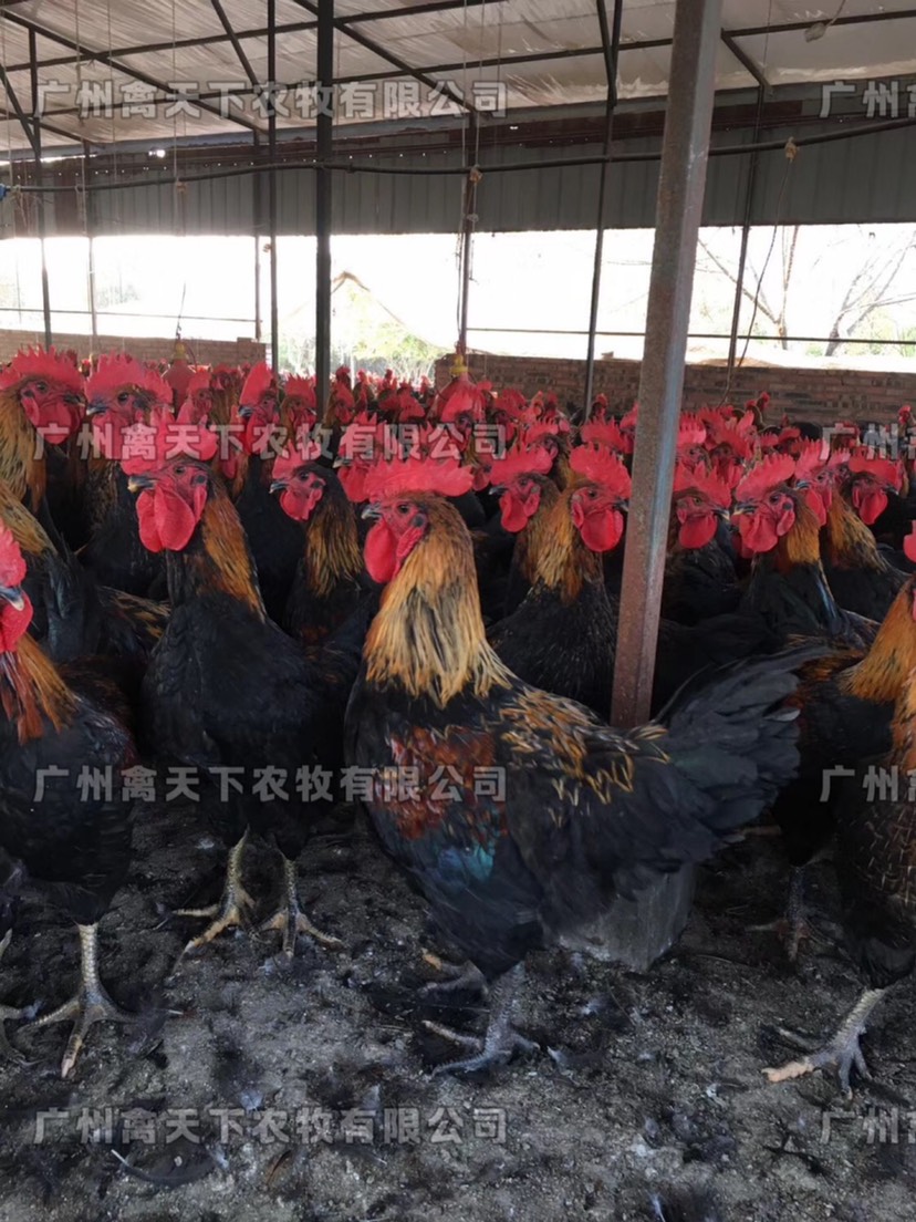 肉鸡苗  禽天下天露黑5号鸡苗 活体鸡苗 公苗 黑土5号公