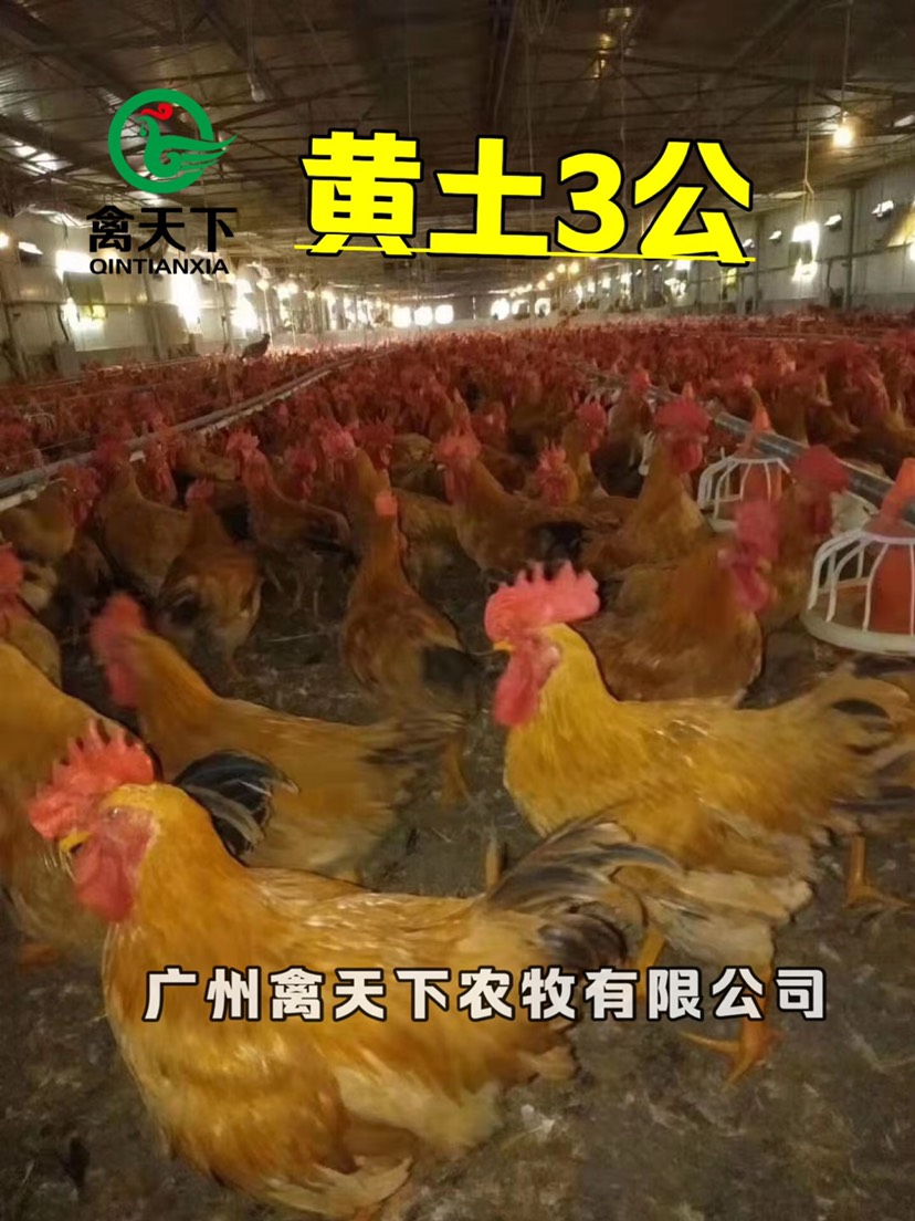 广州三黄鸡苗 禽天下三黄土鸡3号公苗 包疫苗包路损全国发货