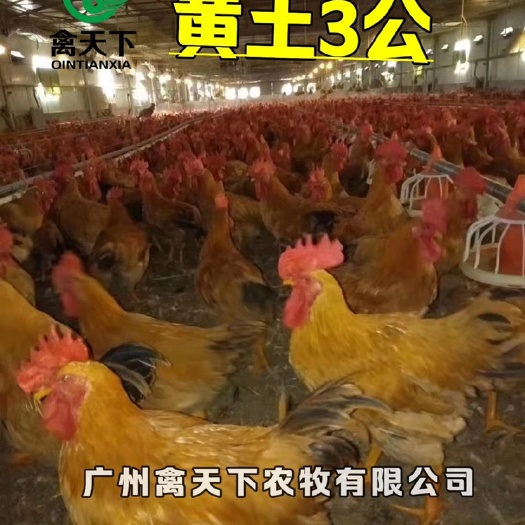 广州三黄鸡苗 禽天下三黄土鸡3号公苗 包疫苗包路损全国发货