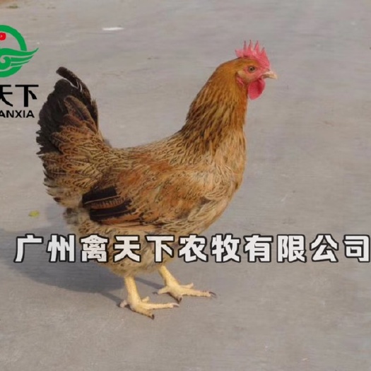 广州禽天下良凤花鸡苗 活体鸡苗 母苗 快大型良凤花母苗