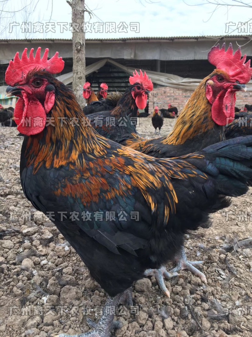 肉鸡苗  禽天下天露黑5号鸡苗 活体鸡苗 公苗 黑土5号公