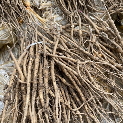 亳州白芍种苗 牡丹芽子桔梗黄芩黄芪种子芽子白芷白芍赤芍红花种子等欢迎大家前