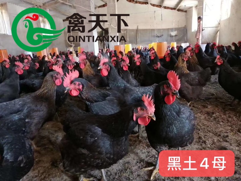 肉鸡苗  禽天下天露黑5号鸡苗 活体鸡苗 公苗 黑土5号公