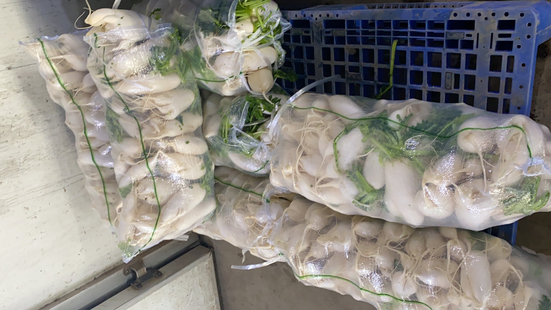 白萝卜  次品萝卜，加工厂食堂养殖大量批发