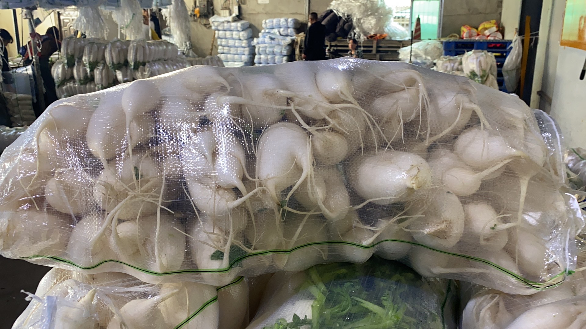 白萝卜  次品萝卜，加工厂食堂养殖大量批发