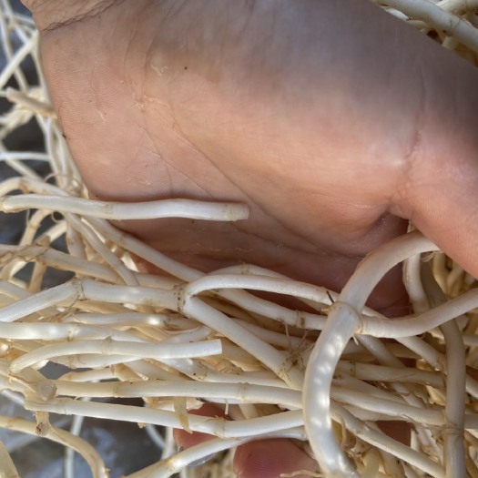 西昌市 现挖现卖新鲜鱼腥草根，带泥土发货均可。好货放心购，欢迎大家咨