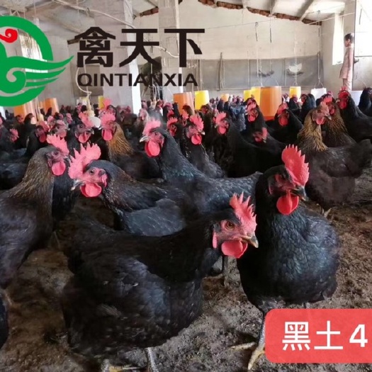 广州禽天下黑羽土鸡5号鸡苗 黑土母苗快大型黑土鸡苗