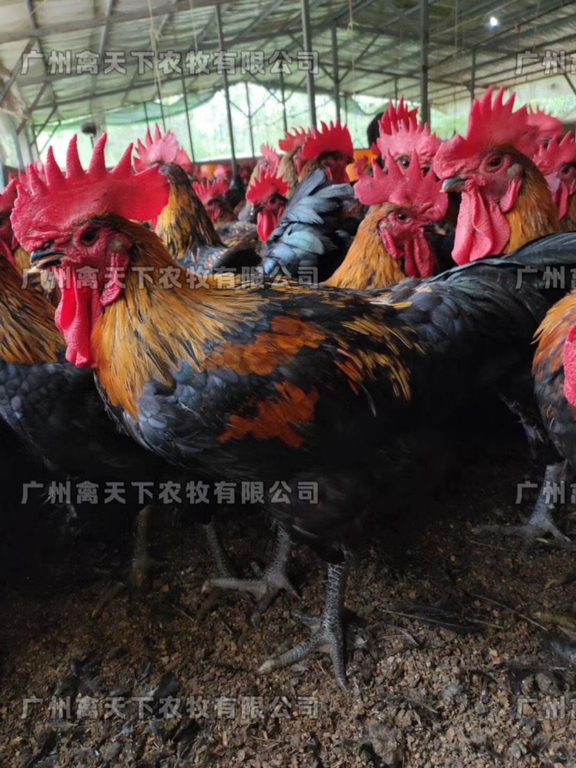 土鸡苗  禽天下黑羽土鸡5号鸡苗 黑土5公苗