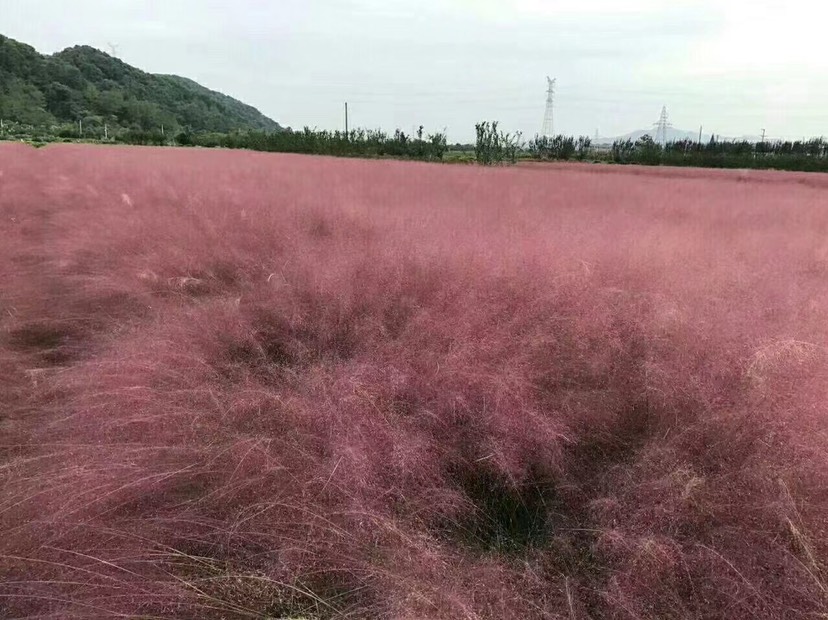 广东中山 粉黛乱子草常年供应不断货量大从优花海