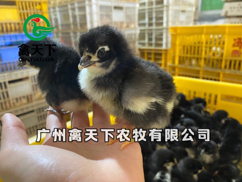 肉鸡苗  禽天下天露黑5号鸡苗 活体鸡苗 公苗 黑土5号公