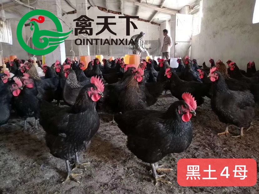 肉鸡苗  禽天下天露黑5号鸡苗 活体鸡苗 公苗 黑土5号公