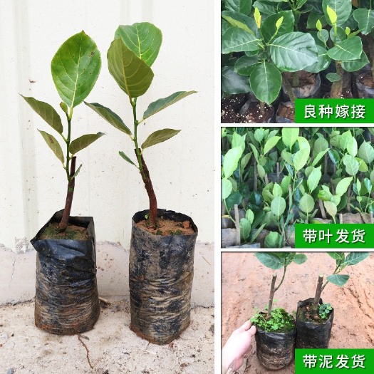 灵山县马来西亚一号菠萝蜜苗  四季黄肉红肉