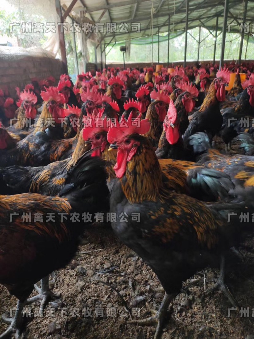 肉鸡苗  禽天下天露黑5号鸡苗 活体鸡苗 公苗 黑土5号公