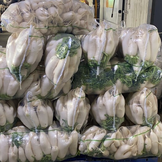 天门市白萝卜  次品萝卜，加工厂食堂养殖大量批发