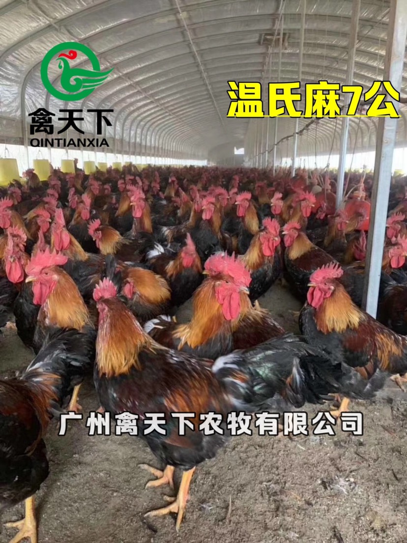 快大黄鸡苗  禽天下快大型麻鸡苗 麻七公苗 快大型老麻六