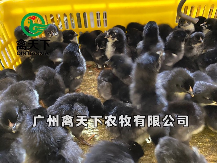 土鸡苗  禽天下黑羽土鸡5号鸡苗 黑土5公苗
