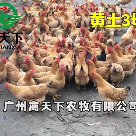 广州三黄鸡苗  禽天下三黄鸡3号鸡苗 活体鸡苗 三黄土三母