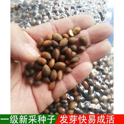 金丝楠木种子 新采收 紫楠 桢楠
