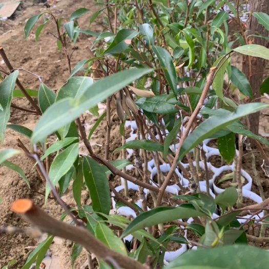 灵山县无核荔枝苗 无核荔枝小苗