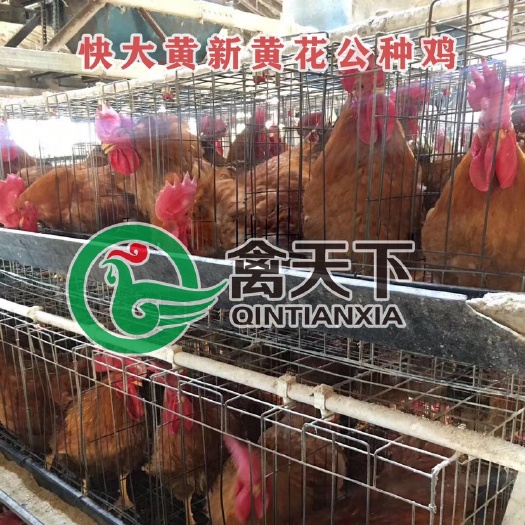 广州禽天下快大黄鸡苗 黄花公鸡苗 九斤黄 活体鸡苗