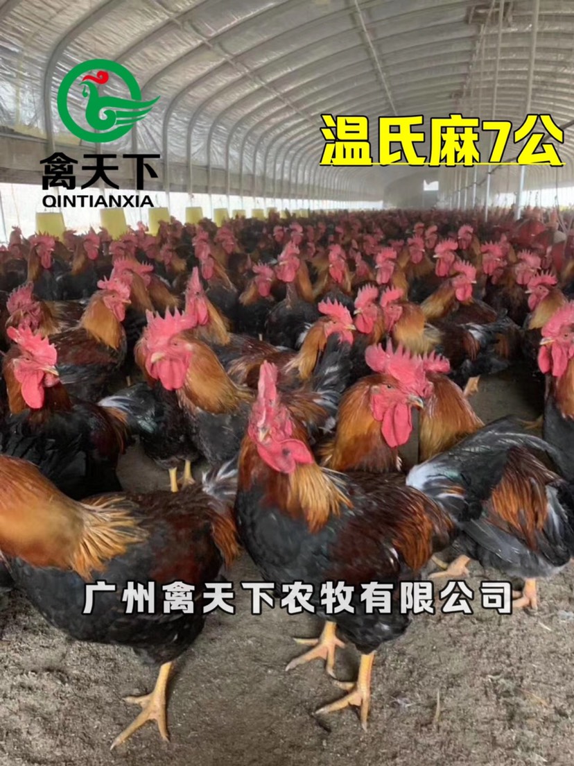 快大黄鸡苗  禽天下快大型麻鸡苗 麻七公苗 快大型老麻六
