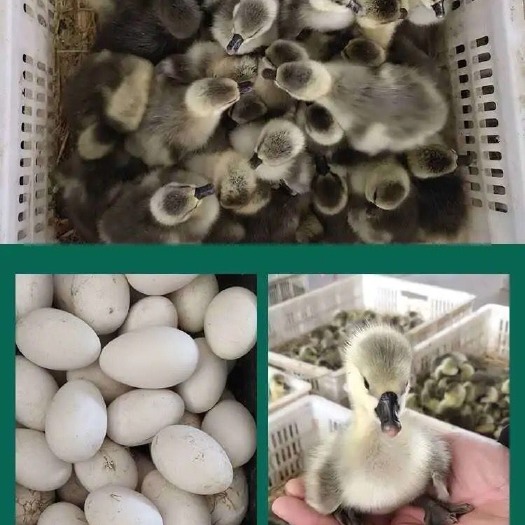 汕头正宗狮头鹅苗特大种产蛋鹅苗活体家养纯种巨型活苗