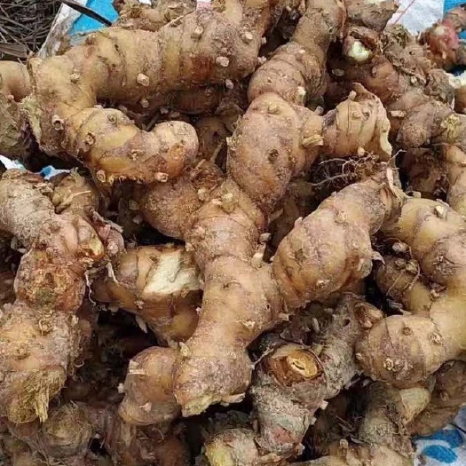 山姜头 大量发货 量大优惠「长期有货」