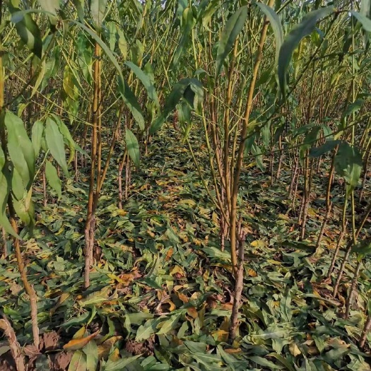 砀山县中油4号桃树苗 桃树苗