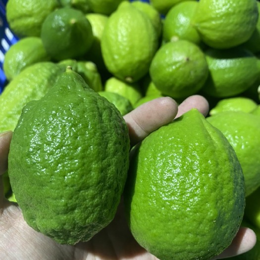 广东香水柠檬