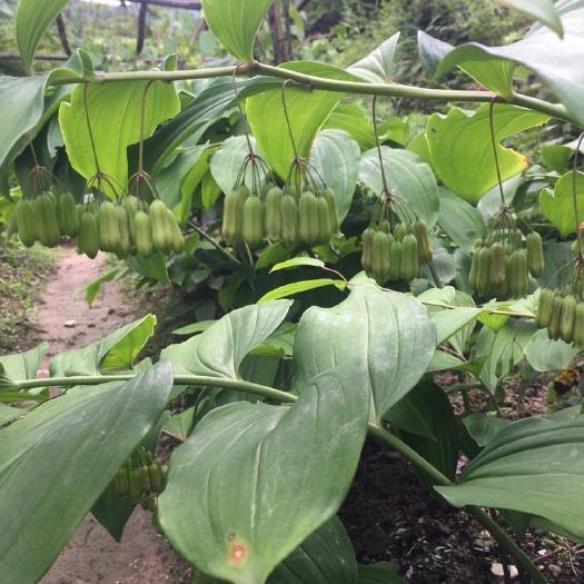 广昌县黄精种苗  江西本地高产姜形黄精块茎种苗、多花姜形黄精！