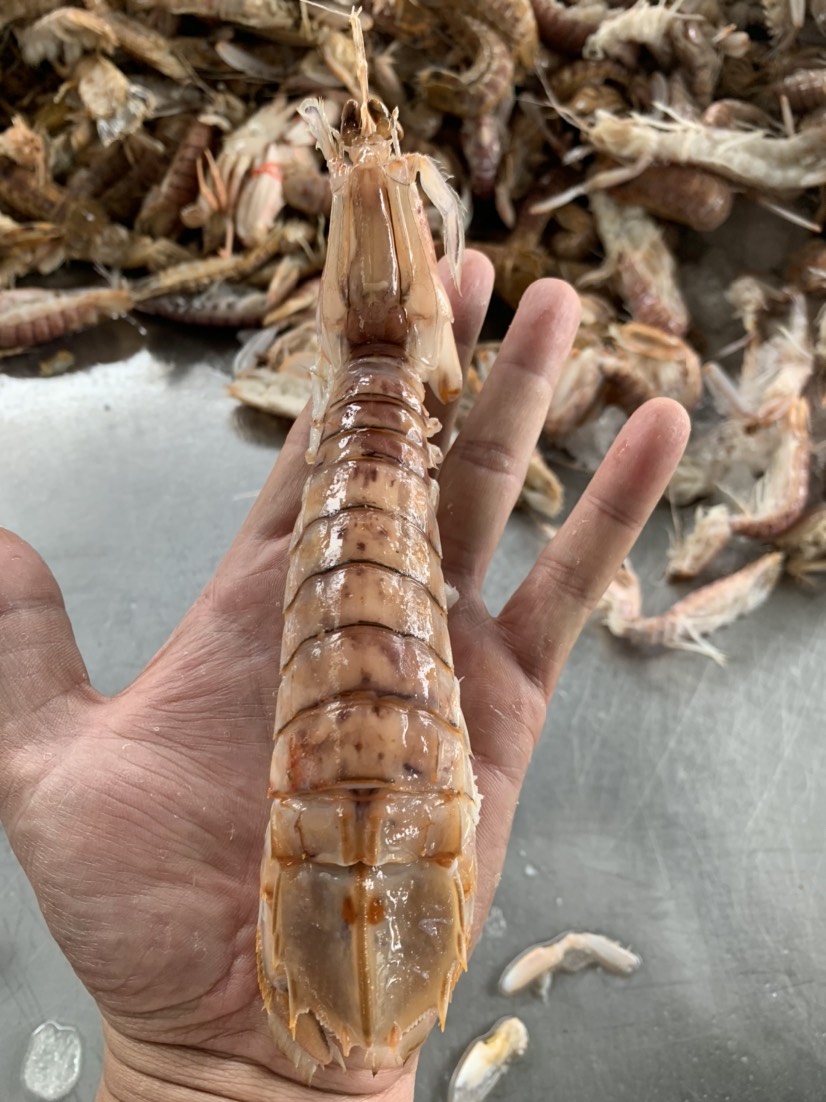  精品皮皮虾，厂家直销