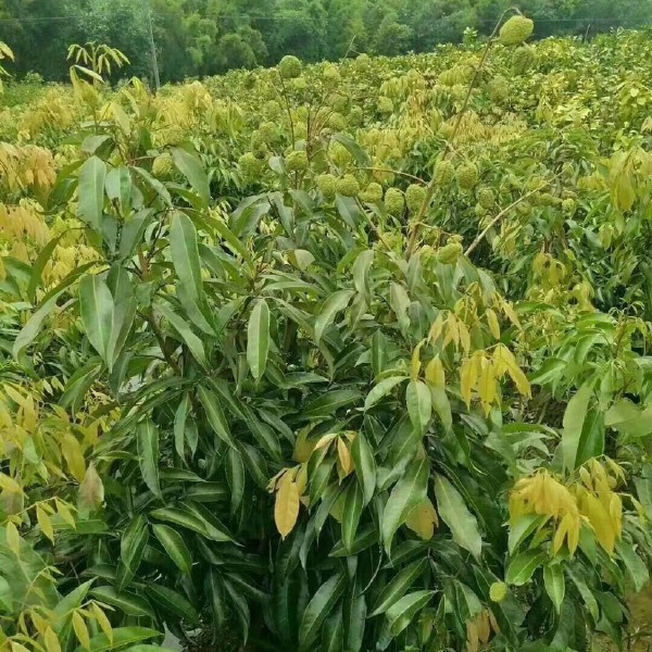 冰荔苗 嫁接荔枝树苗妃子笑糯米滋桂味无核苗南北方种植当年结果