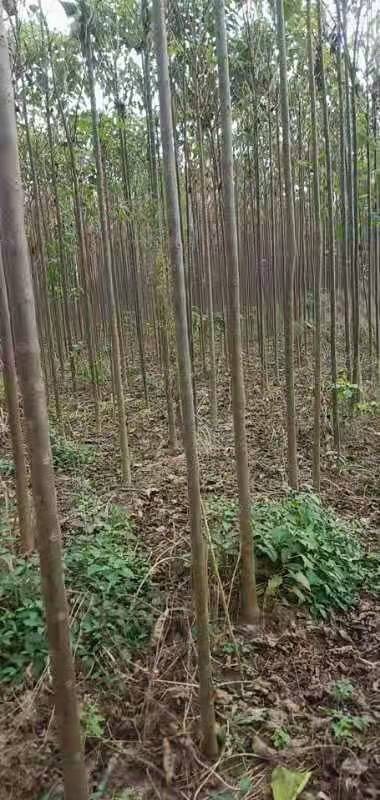 正阳县 大量出售金丝楸树3-8公分！