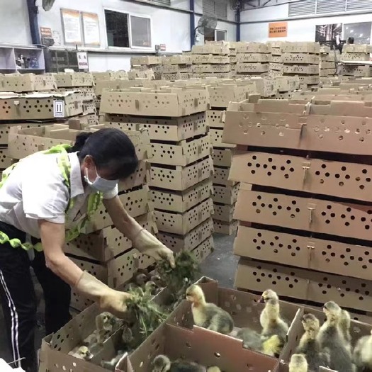 汕头 狮头鹅小鹅苗正宗汕头活苗特大种正宗狮子头鹅灰狮头鹅苗活体幼苗