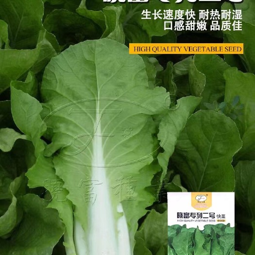 遂溪县快菜种子  专列二号快菜