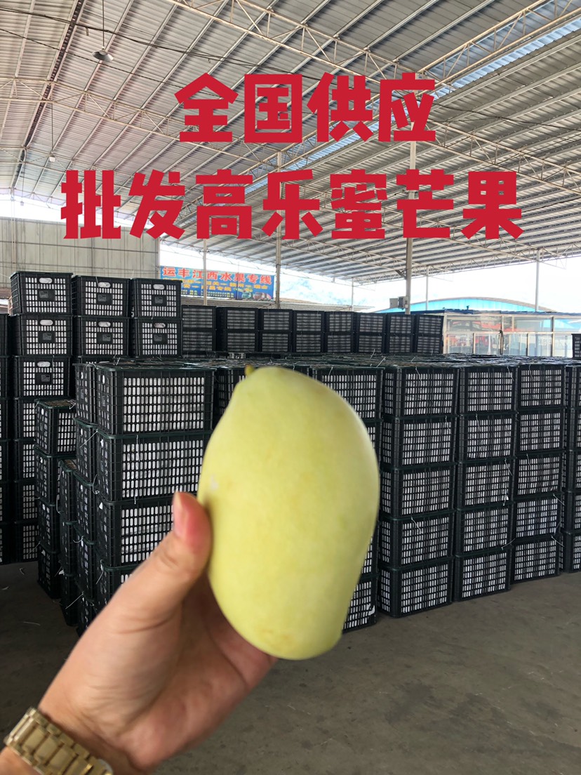 凭祥市高乐蜜芒果全国供应产地直供芒果一首货源批发60斤/件零担发货