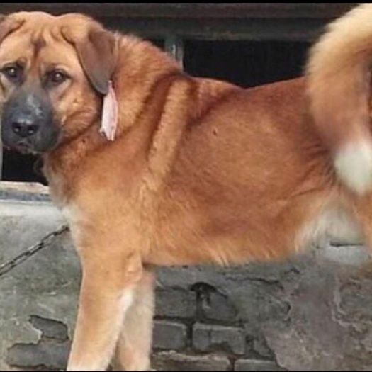 巨野县土狗  狗 杂交狗   狗苗 田园犬 山东狗苗批发