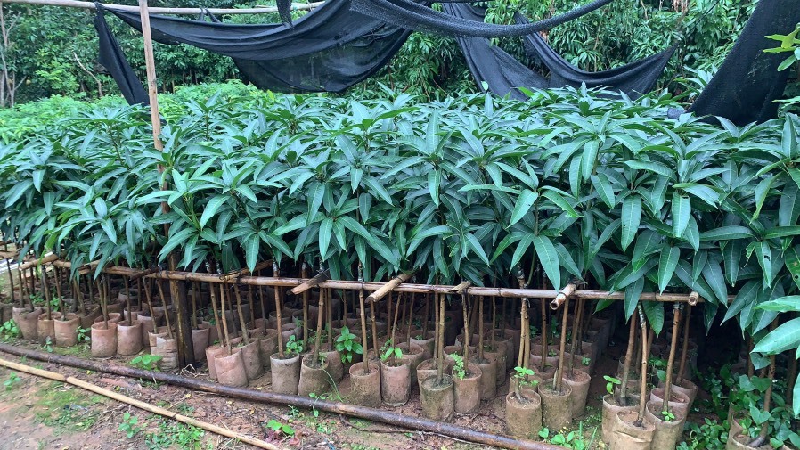 灵山县金煌芒果苗  金煌芒果靓货
