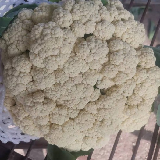 通许县白花菜花  青梗散花 菜花 优质精品菜花 大量上市