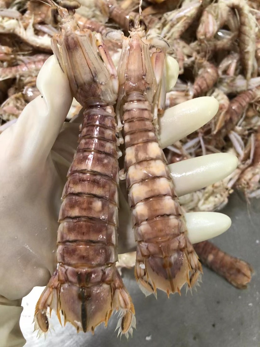  精品皮皮虾，厂家直销