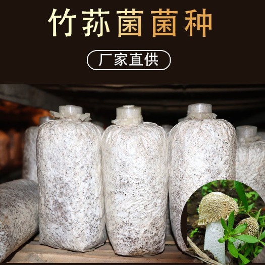将乐县竹荪菌种竹荪种子专用竹荪菌种，，提供技术支持。