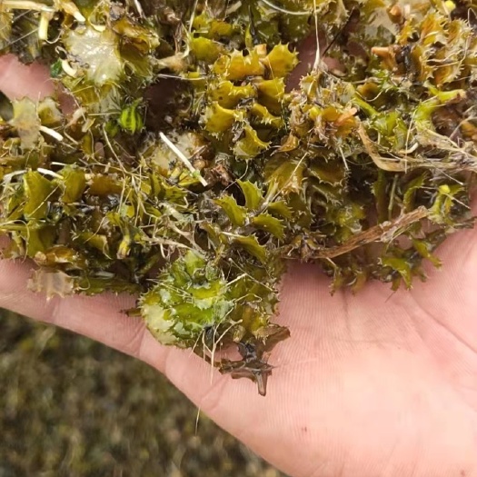 安新县菹草石芽麦黄草虾藻养殖虾蟹低温水草净化水质改善环境