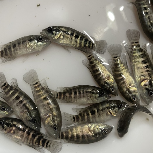 清远淡水石斑鱼苗  青斑鱼苗，抵抗力强，市场价格好，易养快大