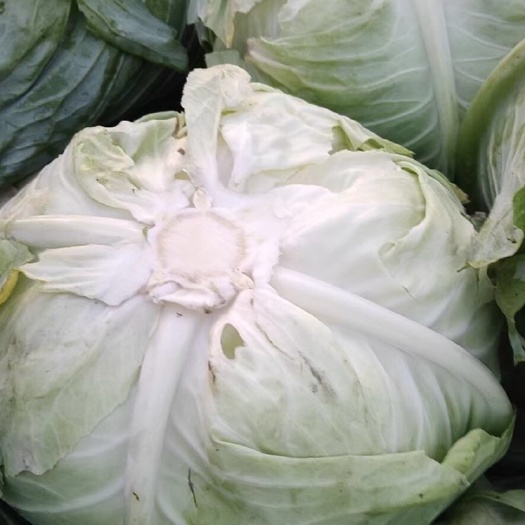 重庆市平包菜  甘蓝