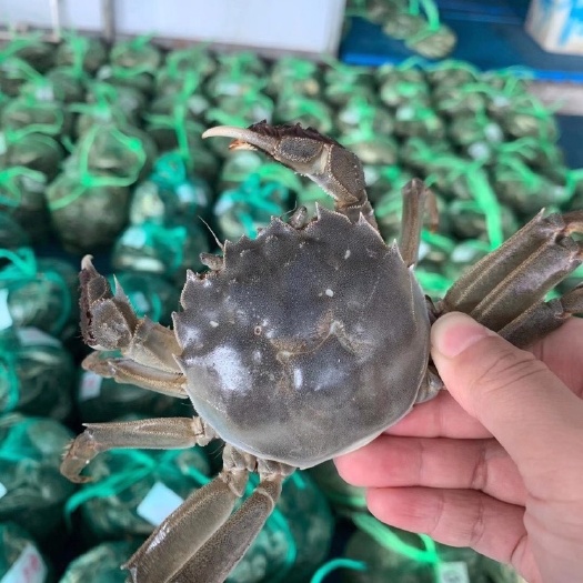 兴化市【精品】兴化红膏大闸蟹 鲜活大闸蟹 批发零售 整车