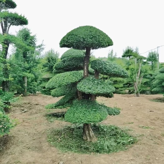 京山市3米5高对节白蜡造型树