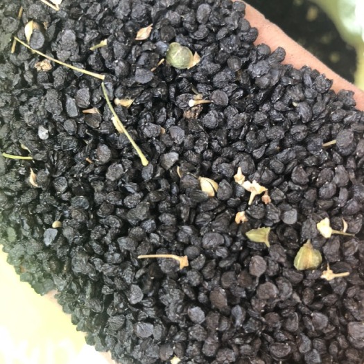 宁津县 韭菜种子，大地种子黑铁坨，盖棚种子汉中都是新种子出芽率高好，